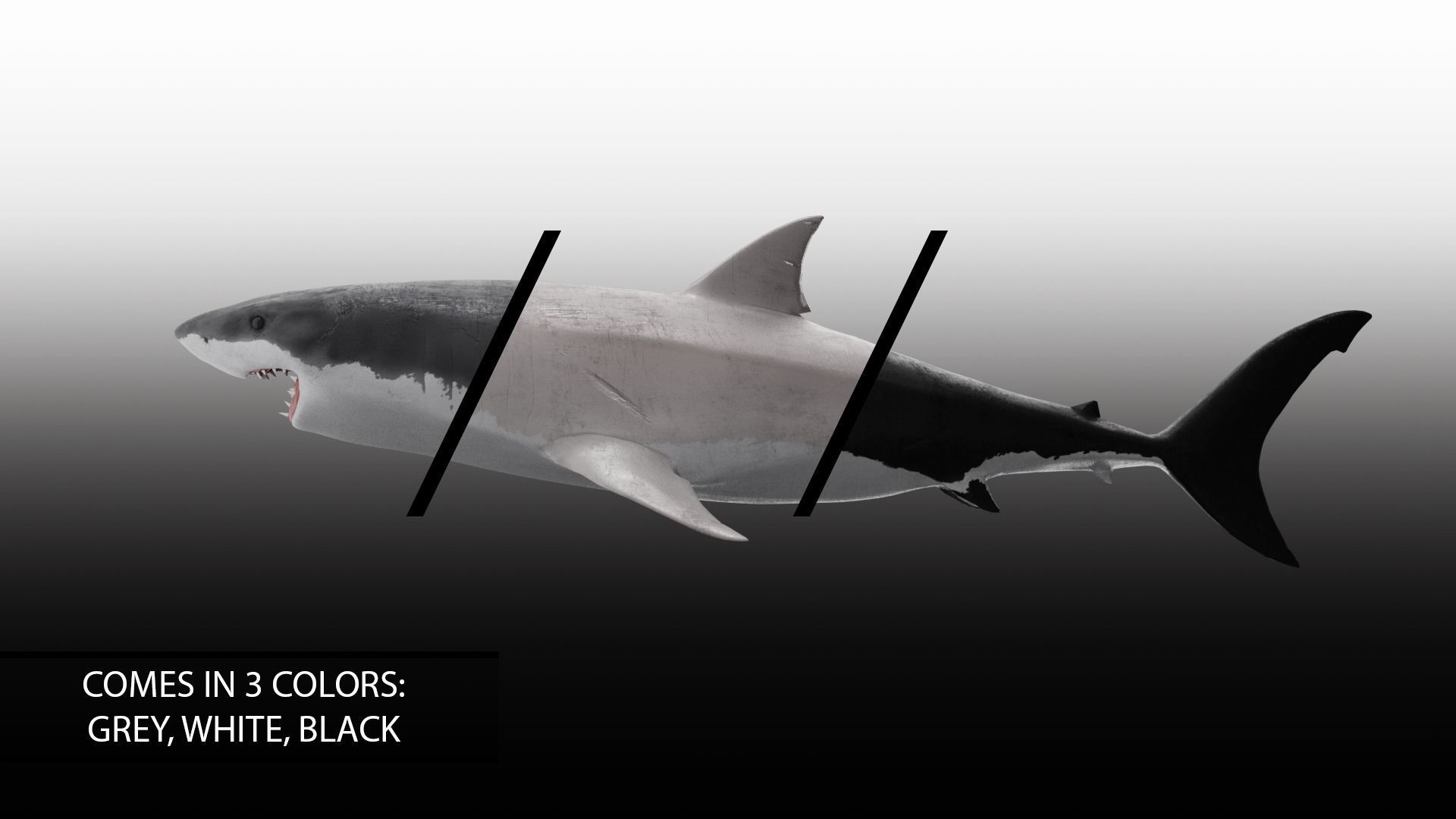 Realistic Animated Great White Shark Low-poly 3D model_4