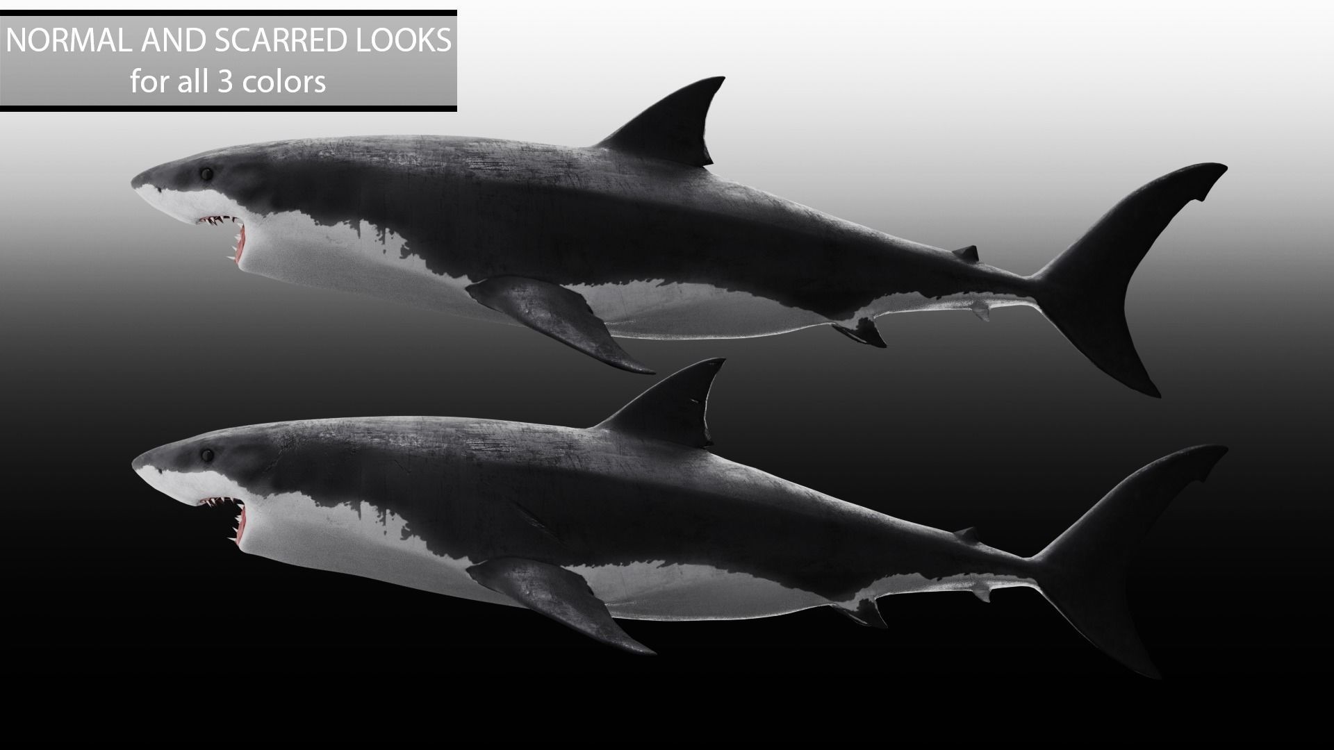 Realistic Animated Great White Shark Low-poly 3D model_5