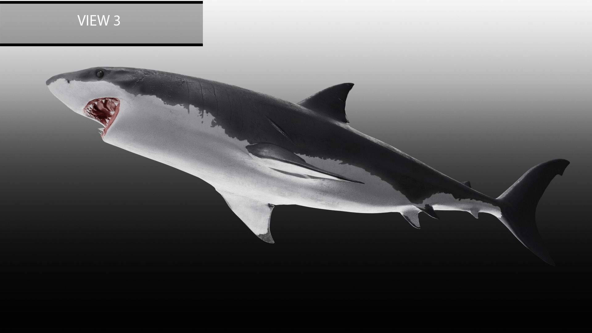 Realistic Animated Great White Shark Low-poly 3D model_12