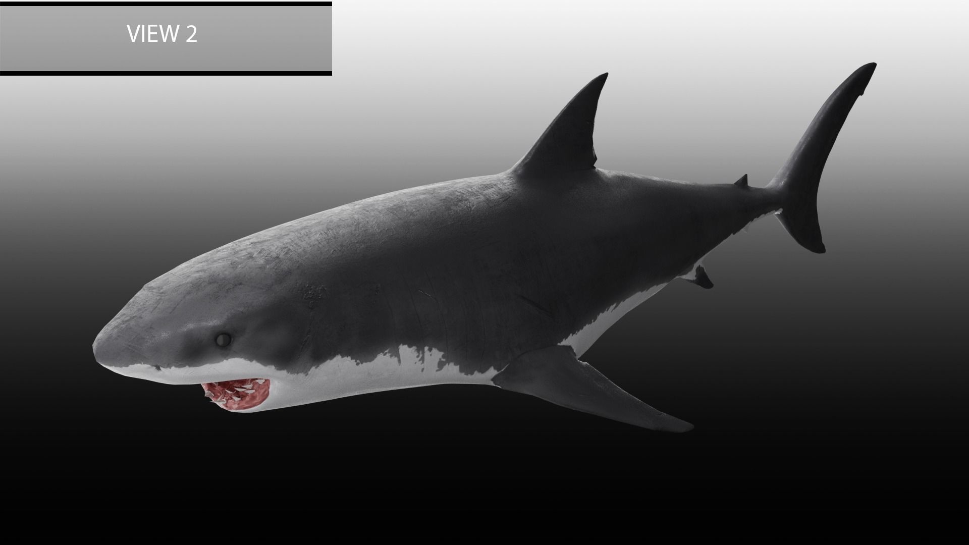 Realistic Animated Great White Shark Low-poly 3D model_11