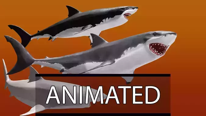 Realistic Animated Great White Shark Low-poly 3D model
