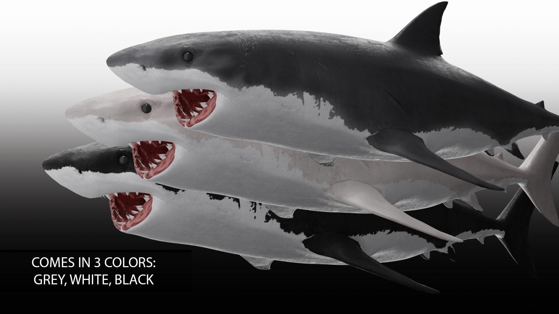 Realistic Animated Great White Shark Low-poly 3D model_3