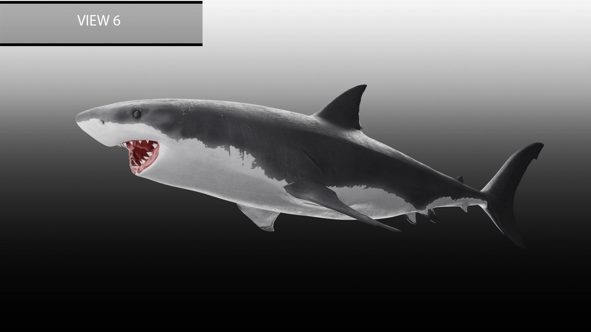 Realistic Animated Great White Shark Low-poly 3D model_15