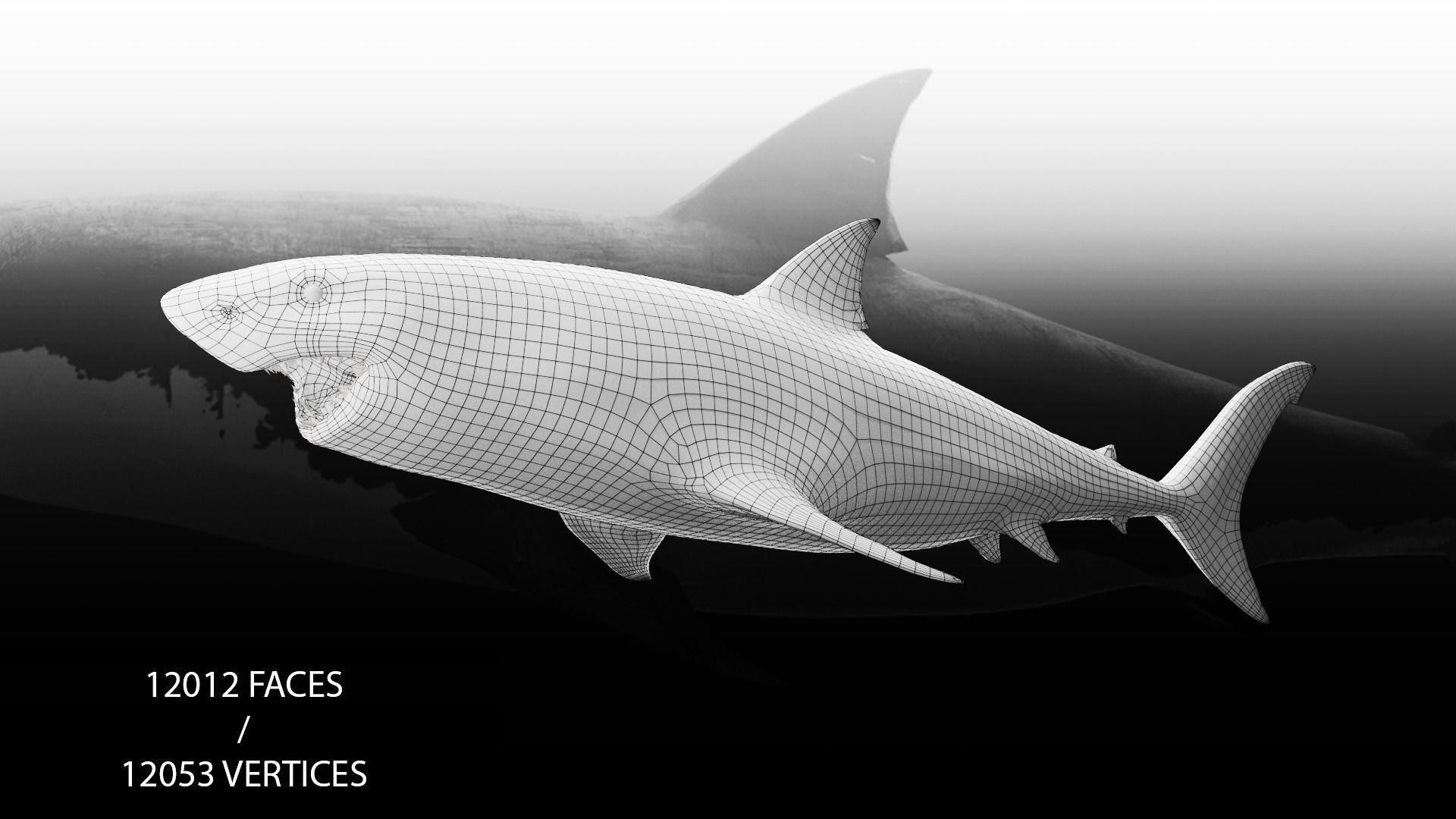 Realistic Animated Great White Shark Low-poly 3D model_7