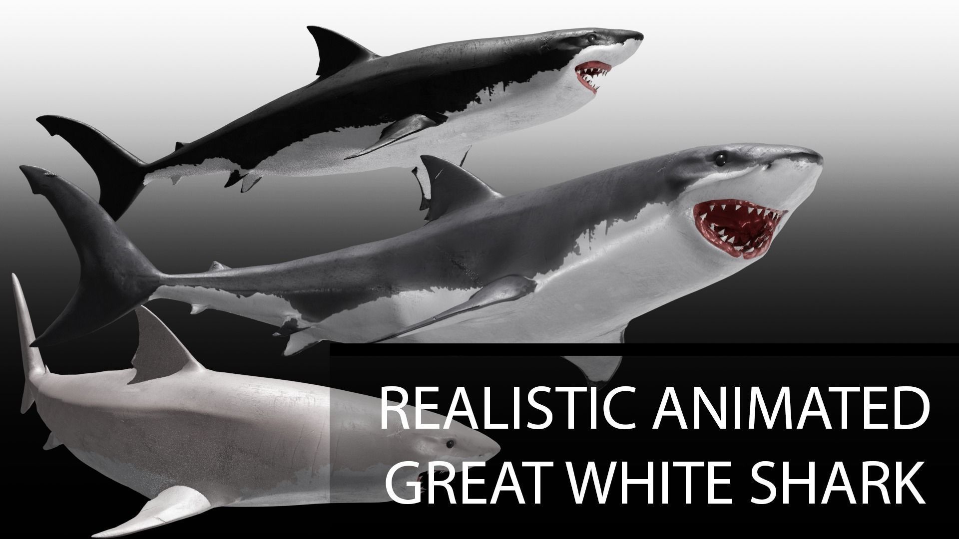 Realistic Animated Great White Shark Low-poly 3D model_2