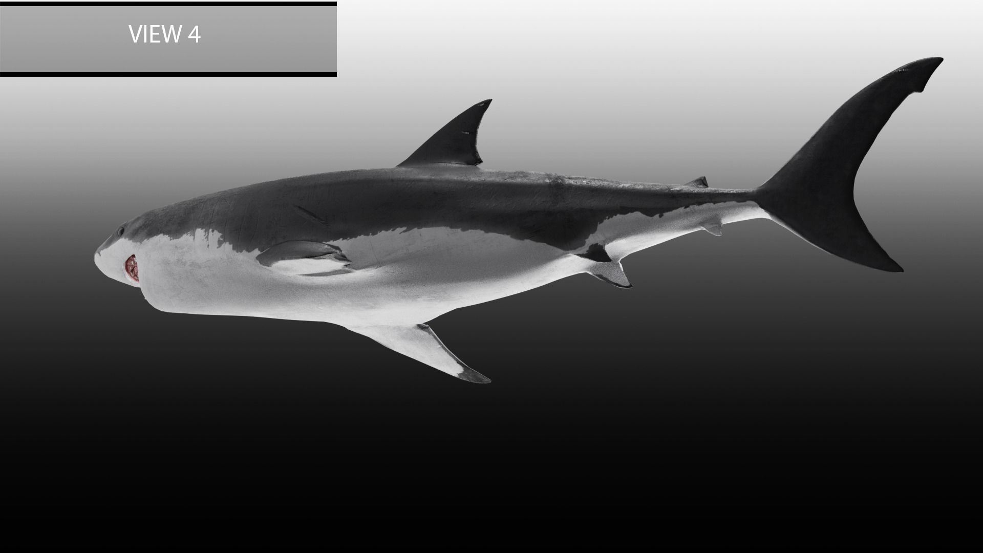 Realistic Animated Great White Shark Low-poly 3D model_13