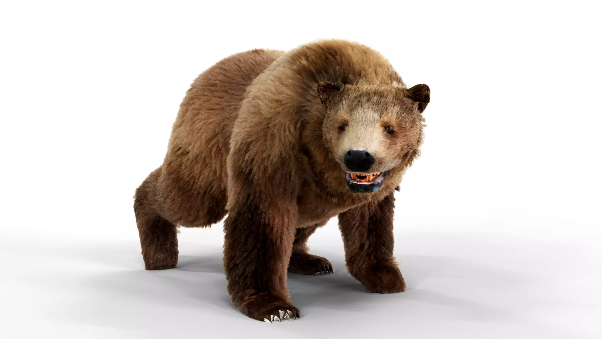 Brown Bear Fur Animated  Low-poly 3D model_0