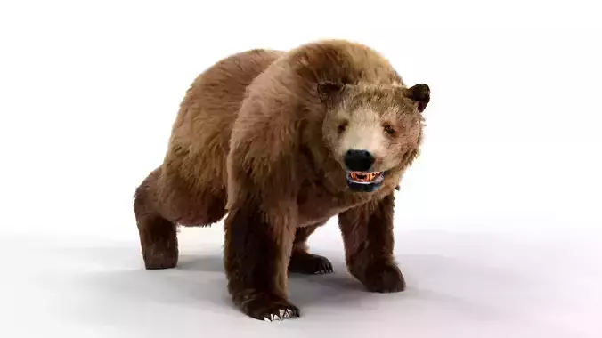 Brown Bear Fur Animated  Low-poly 3D model