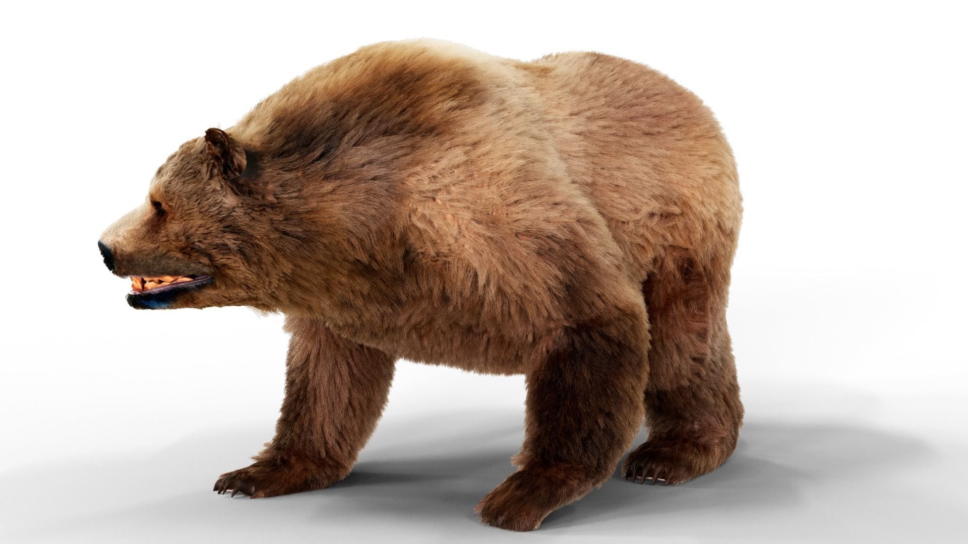 Brown Bear Fur Animated  Low-poly 3D model_3