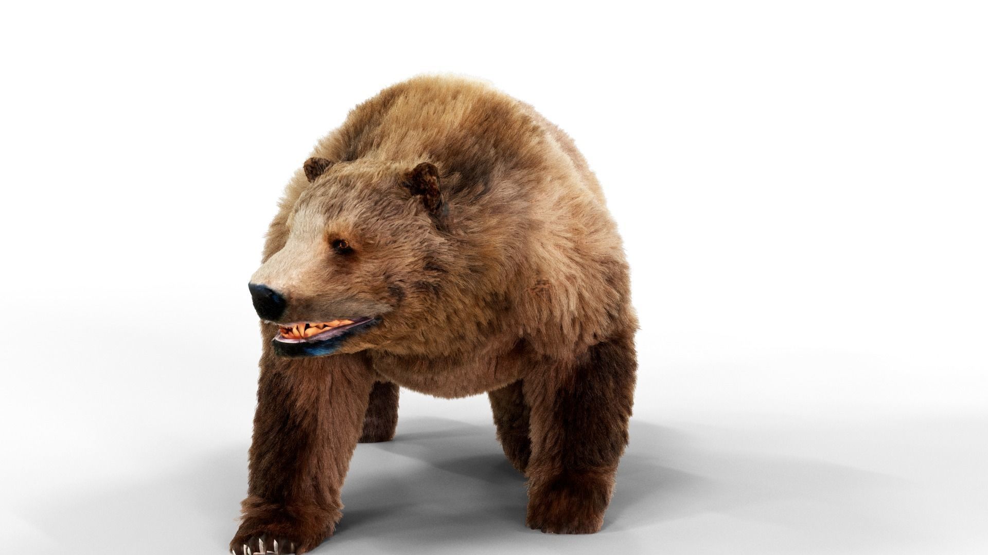 Brown Bear Fur Animated  Low-poly 3D model_5