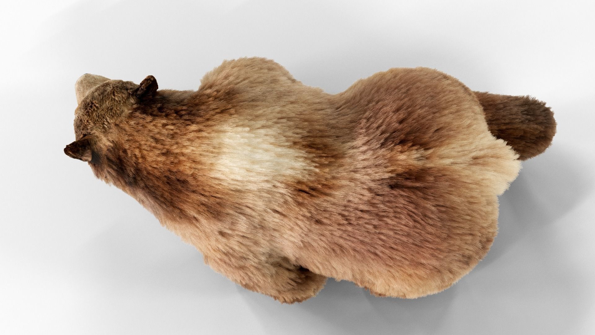 Brown Bear Fur Animated  Low-poly 3D model_4
