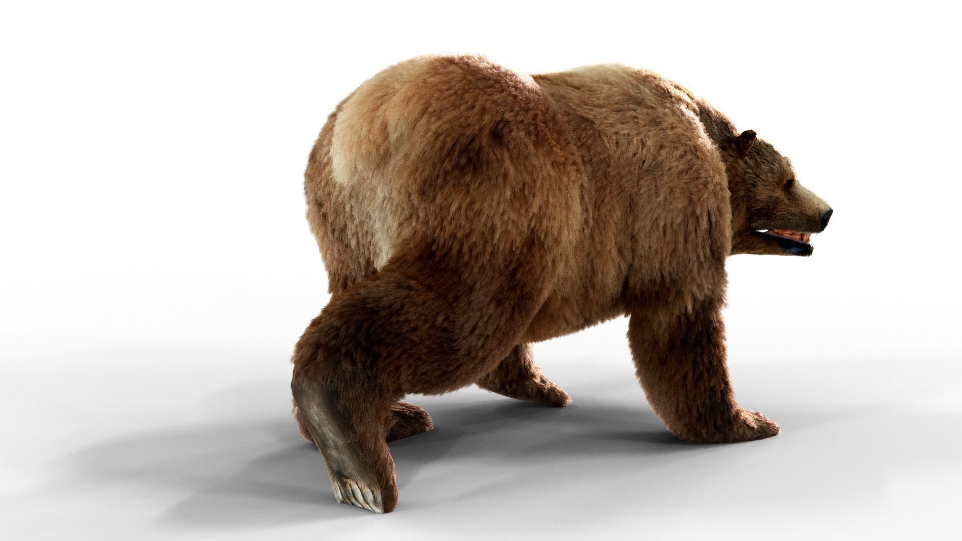 Brown Bear Fur Animated  Low-poly 3D model_2