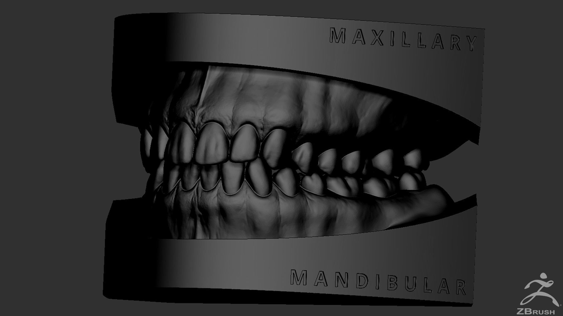 High Poly Mouth with teeth and gums 3D model_30