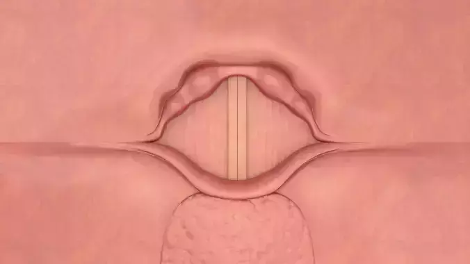 Larynx vocal cord 3D model