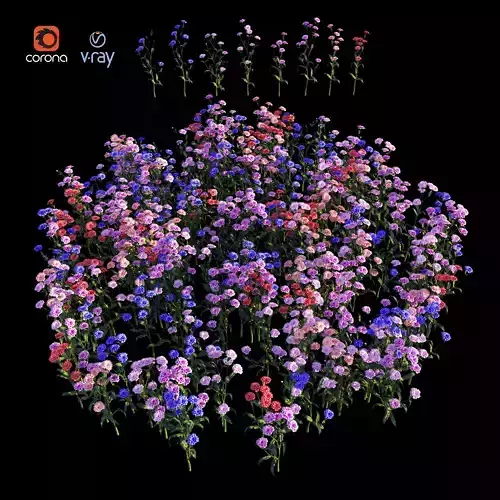 carnation flowers in circle