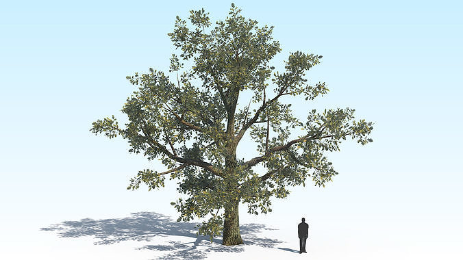 Oak Tree 04 PBR Low-poly 3D model