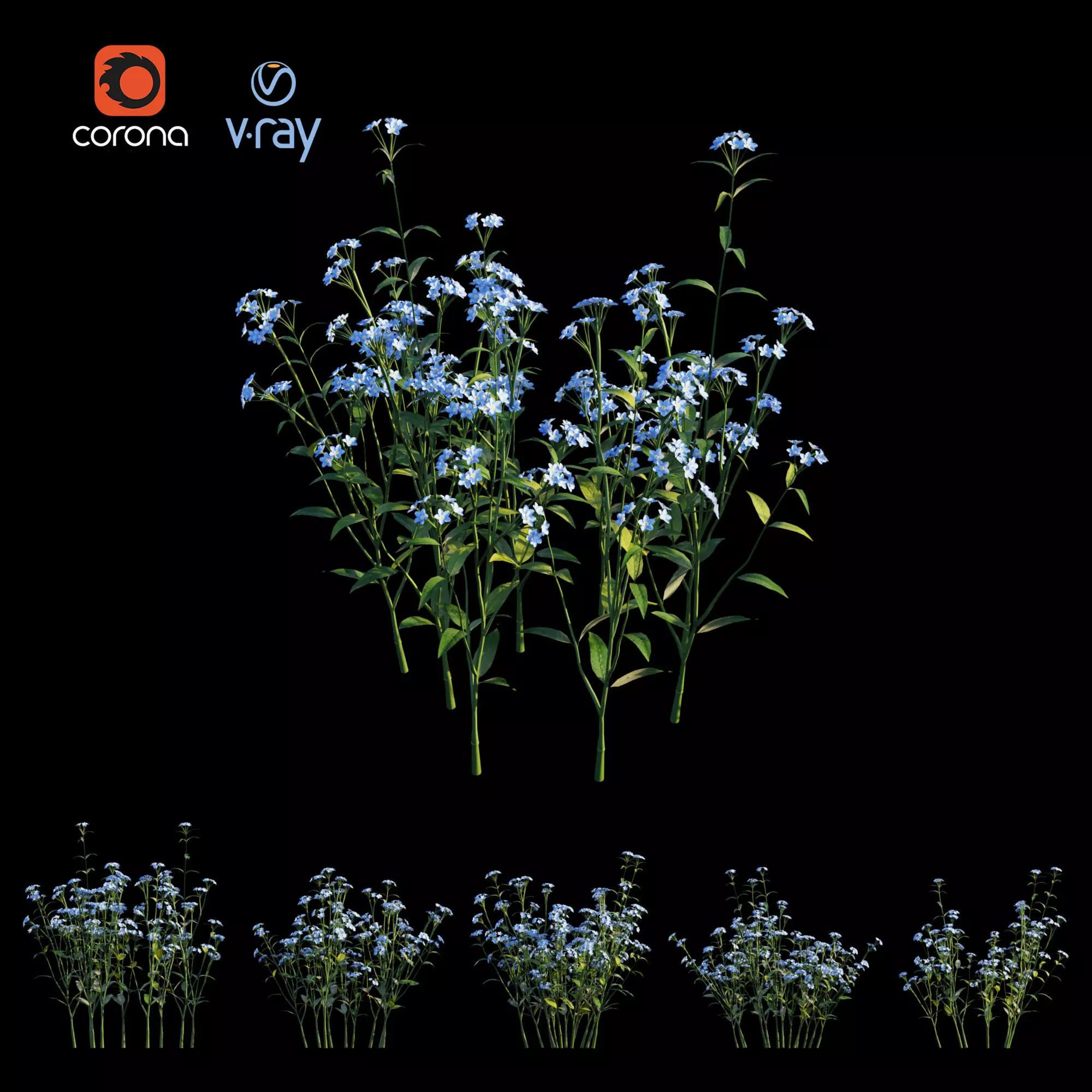 Myosotis flowers - flowers 3D model_0
