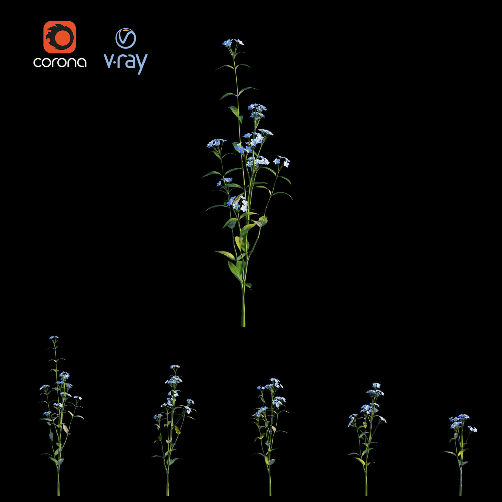 Myosotis flowers - flowers 3D model_5