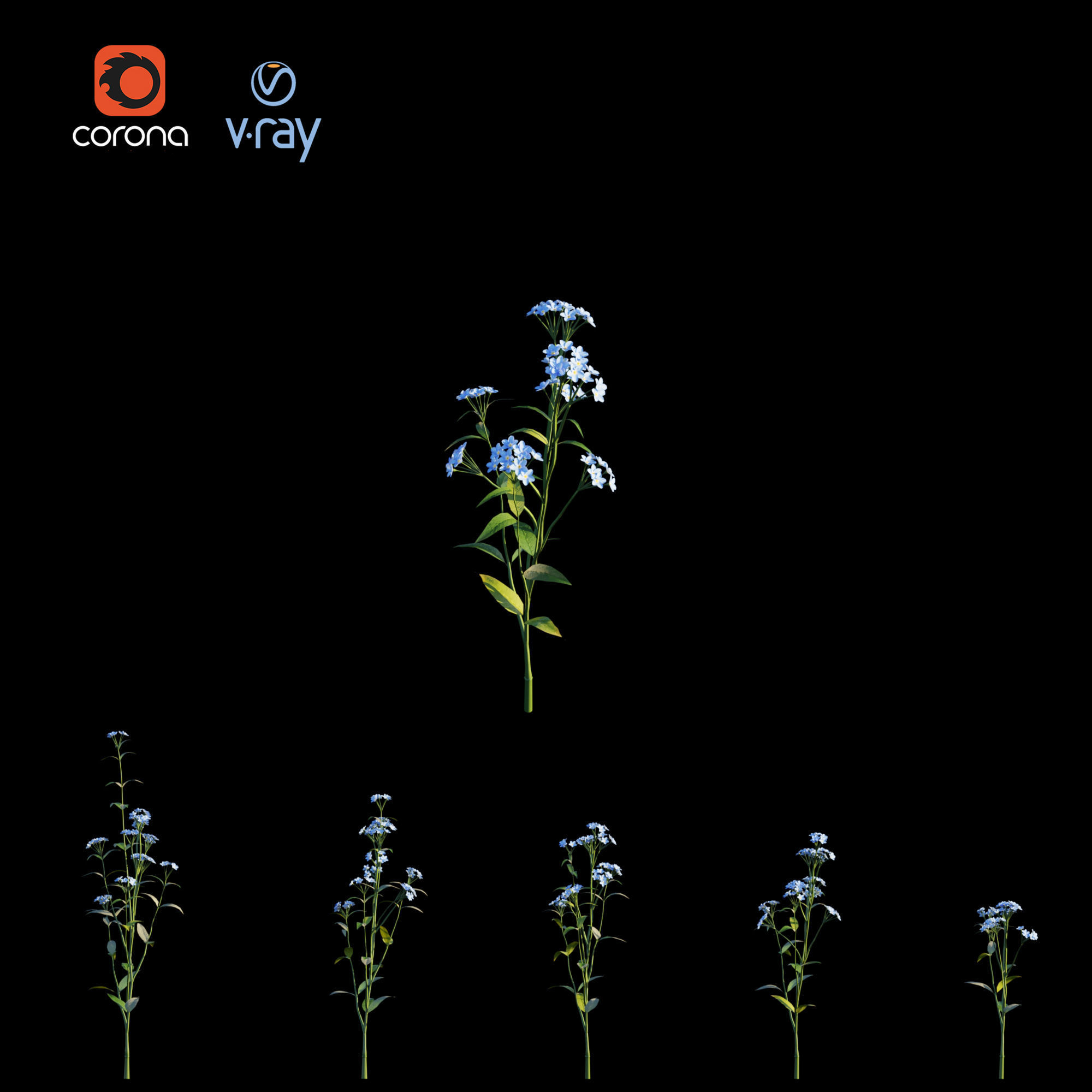 Myosotis flowers - flowers 3D model_8