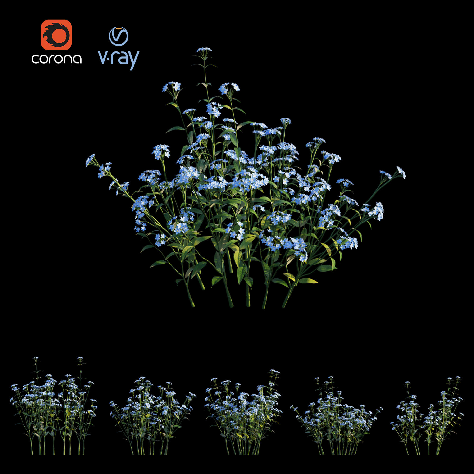 Myosotis flowers - flowers 3D model_3