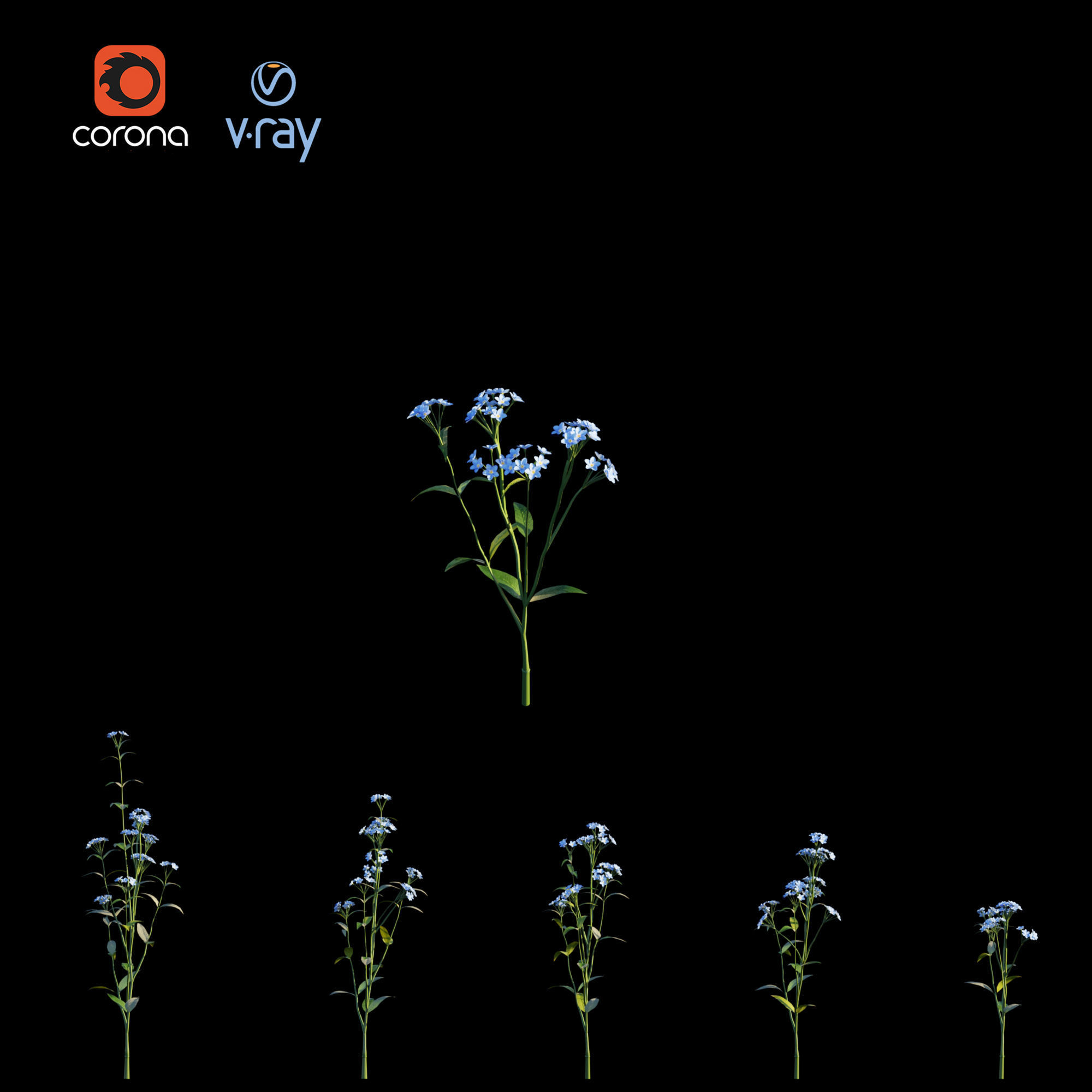 Myosotis flowers - flowers 3D model_9