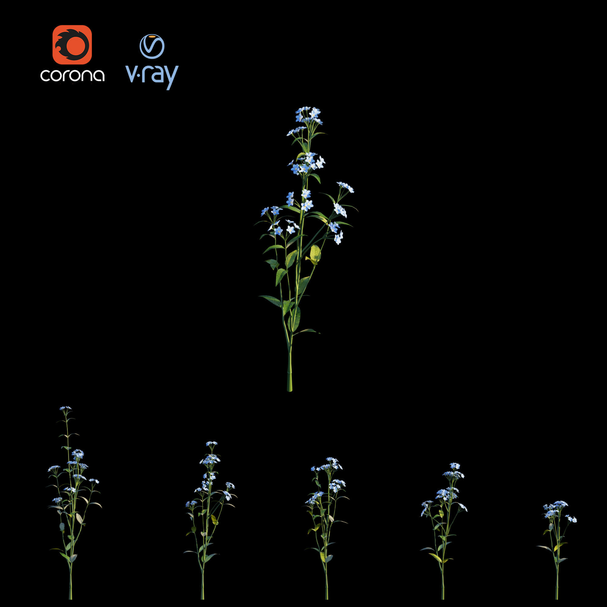 Myosotis flowers - flowers 3D model_6