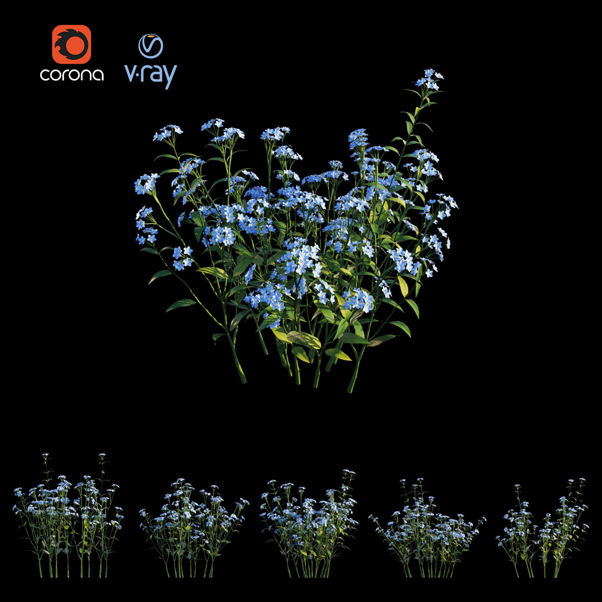 Myosotis flowers - flowers 3D model_2