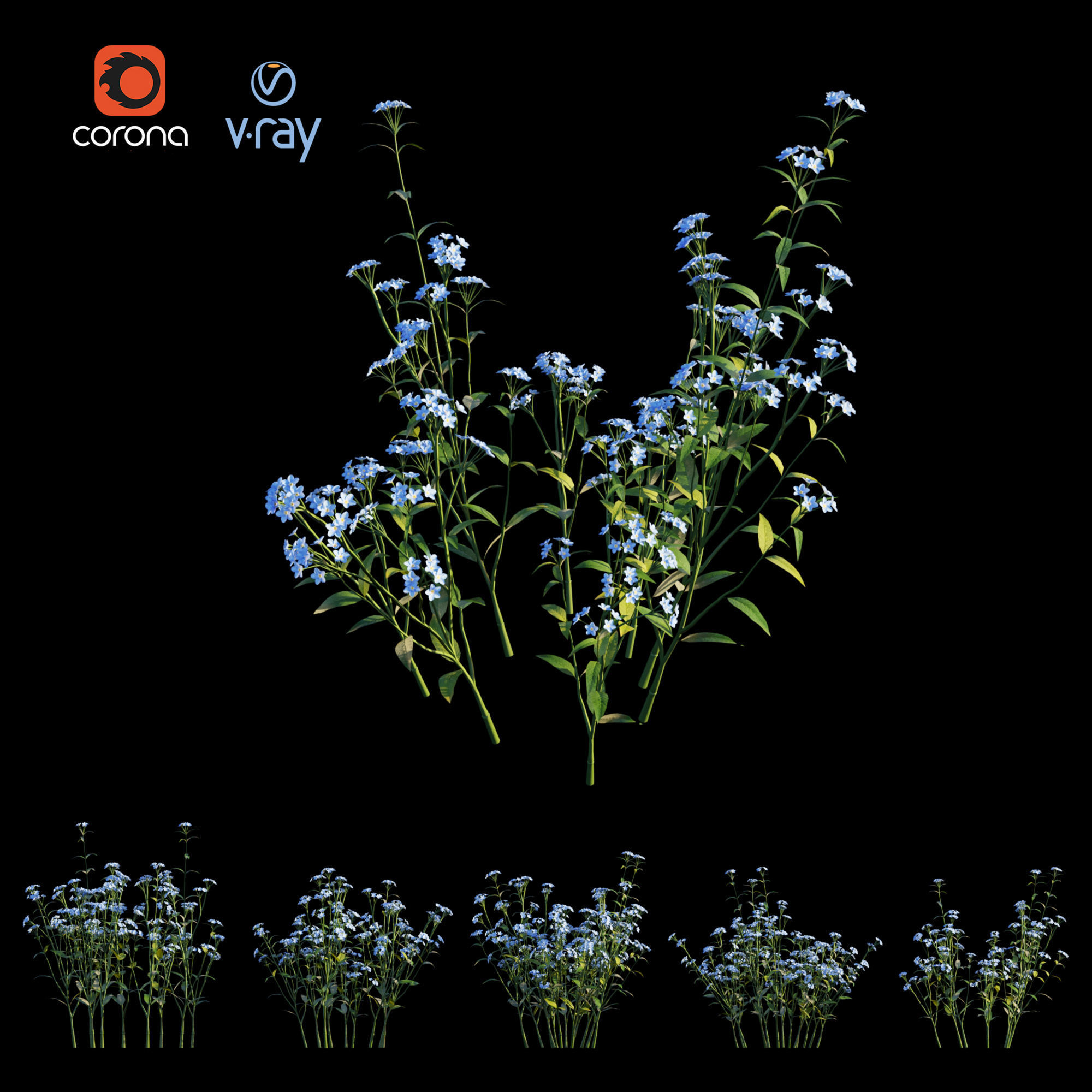 Myosotis flowers - flowers 3D model_4
