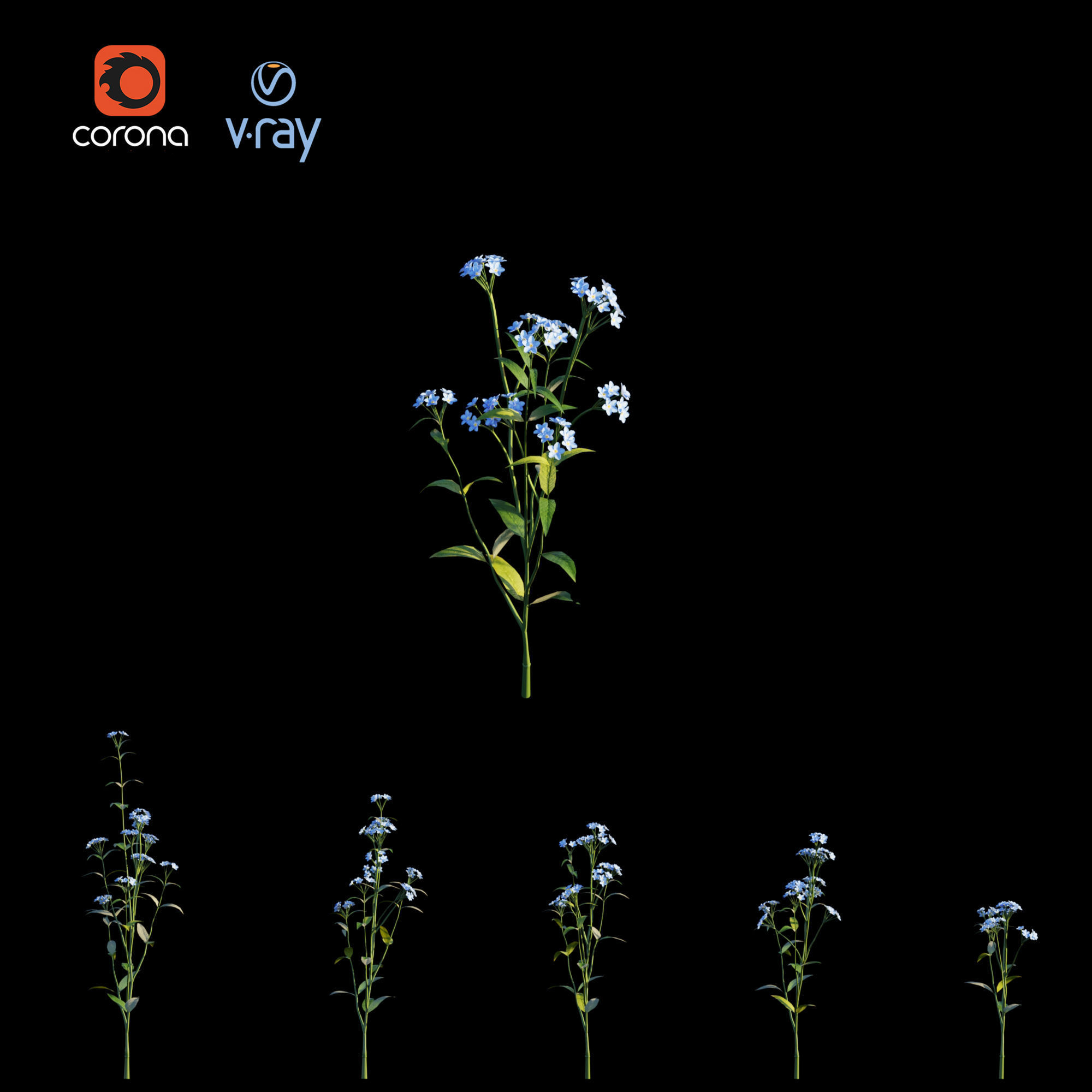 Myosotis flowers - flowers 3D model_7