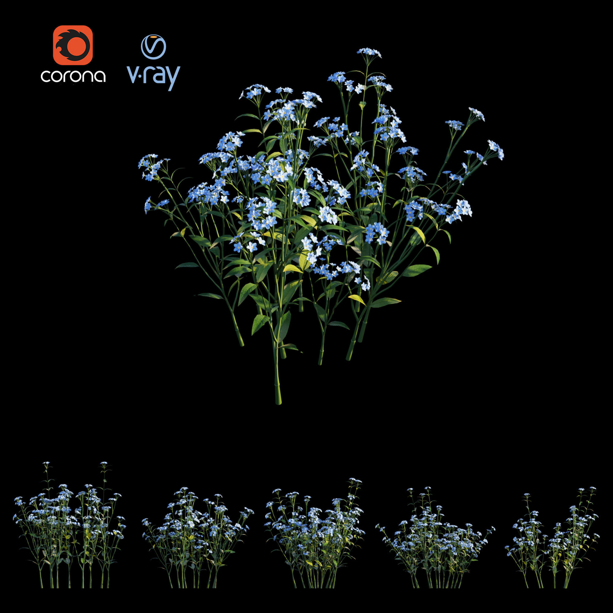 Myosotis flowers - flowers 3D model_1