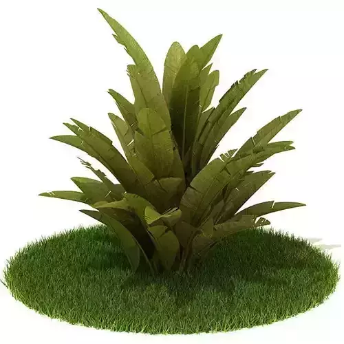 Exotic Leafy Green Plant