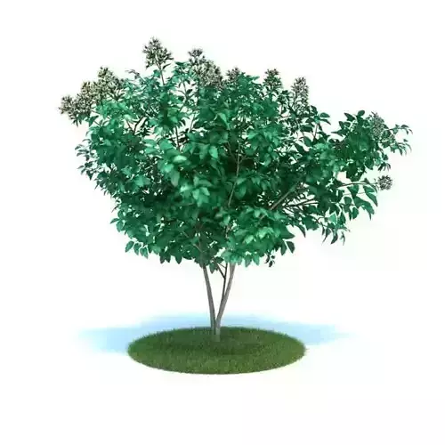 Green Leafy Tree