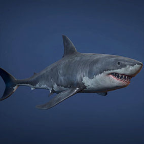 Great White Shark - Game Ready Low-poly 3D model_7