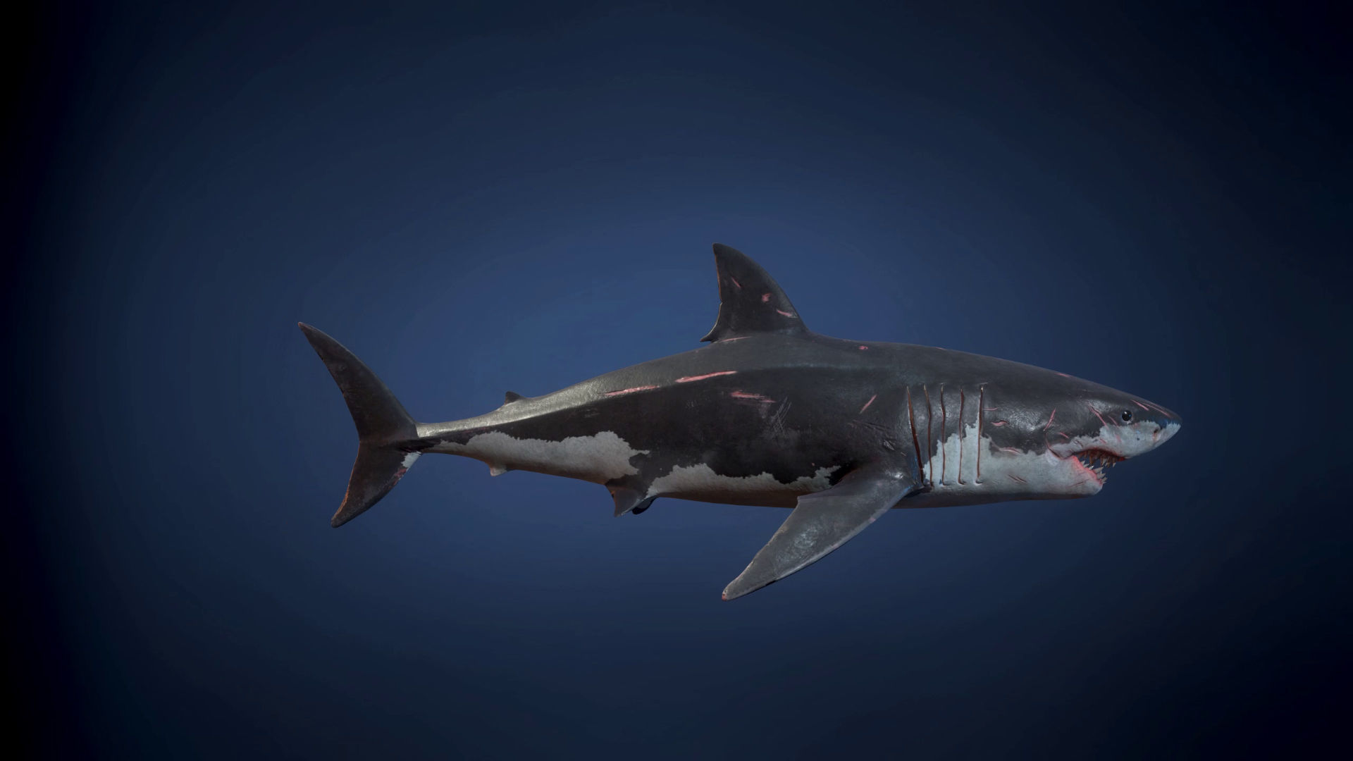 Great White Shark - Game Ready Low-poly 3D model_11