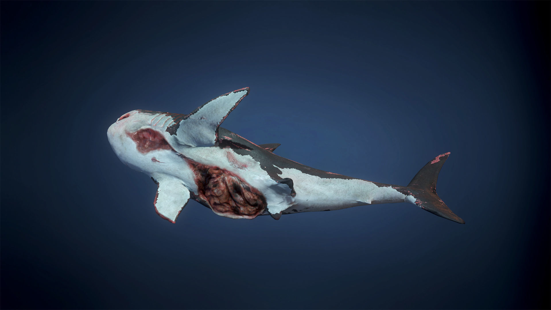 Great White Shark - Game Ready Low-poly 3D model_14