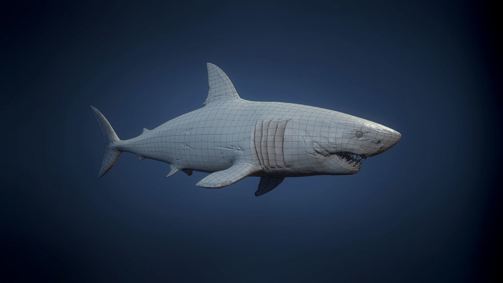 Great White Shark - Game Ready Low-poly 3D model_16