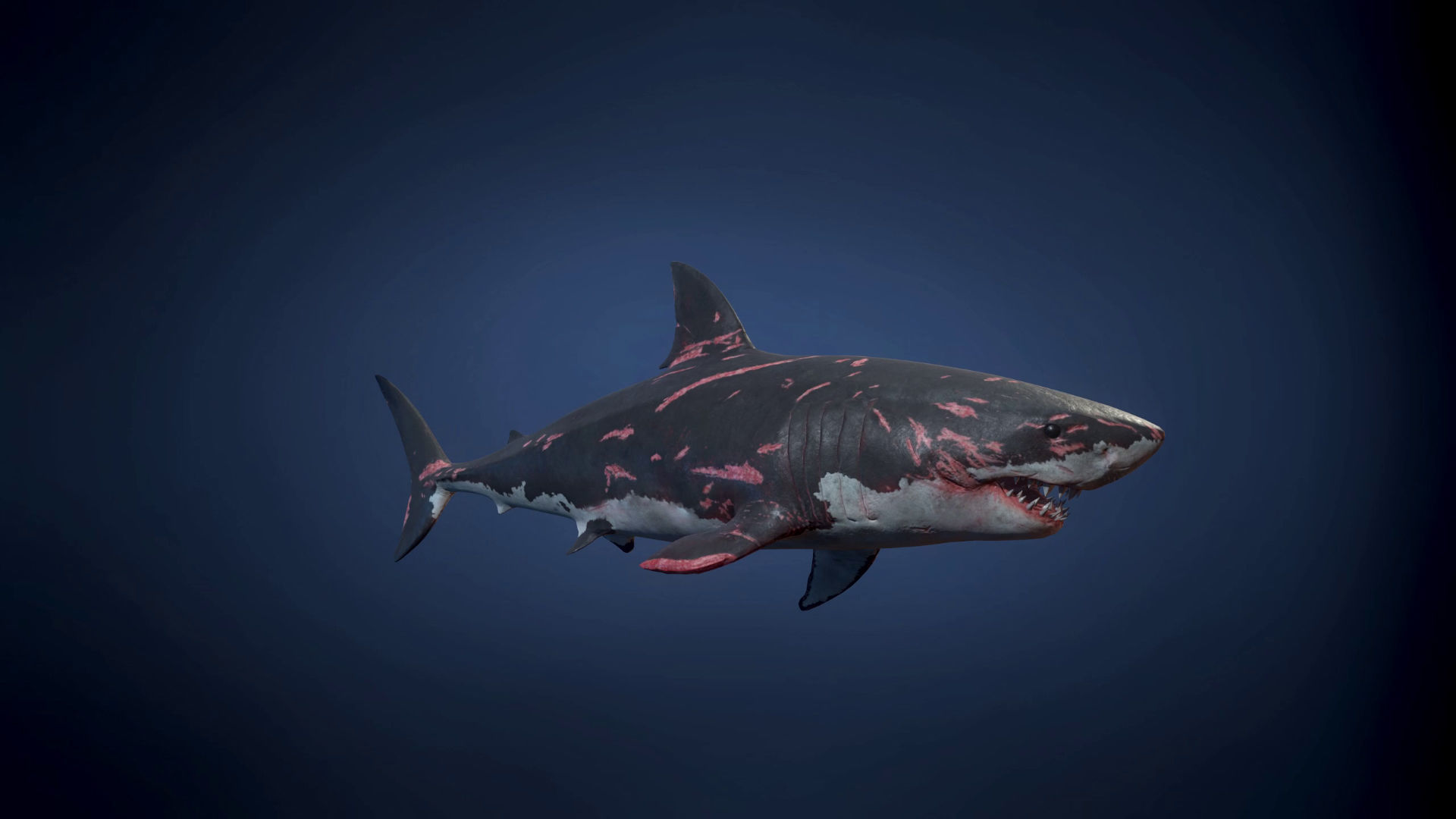 Great White Shark - Game Ready Low-poly 3D model_12