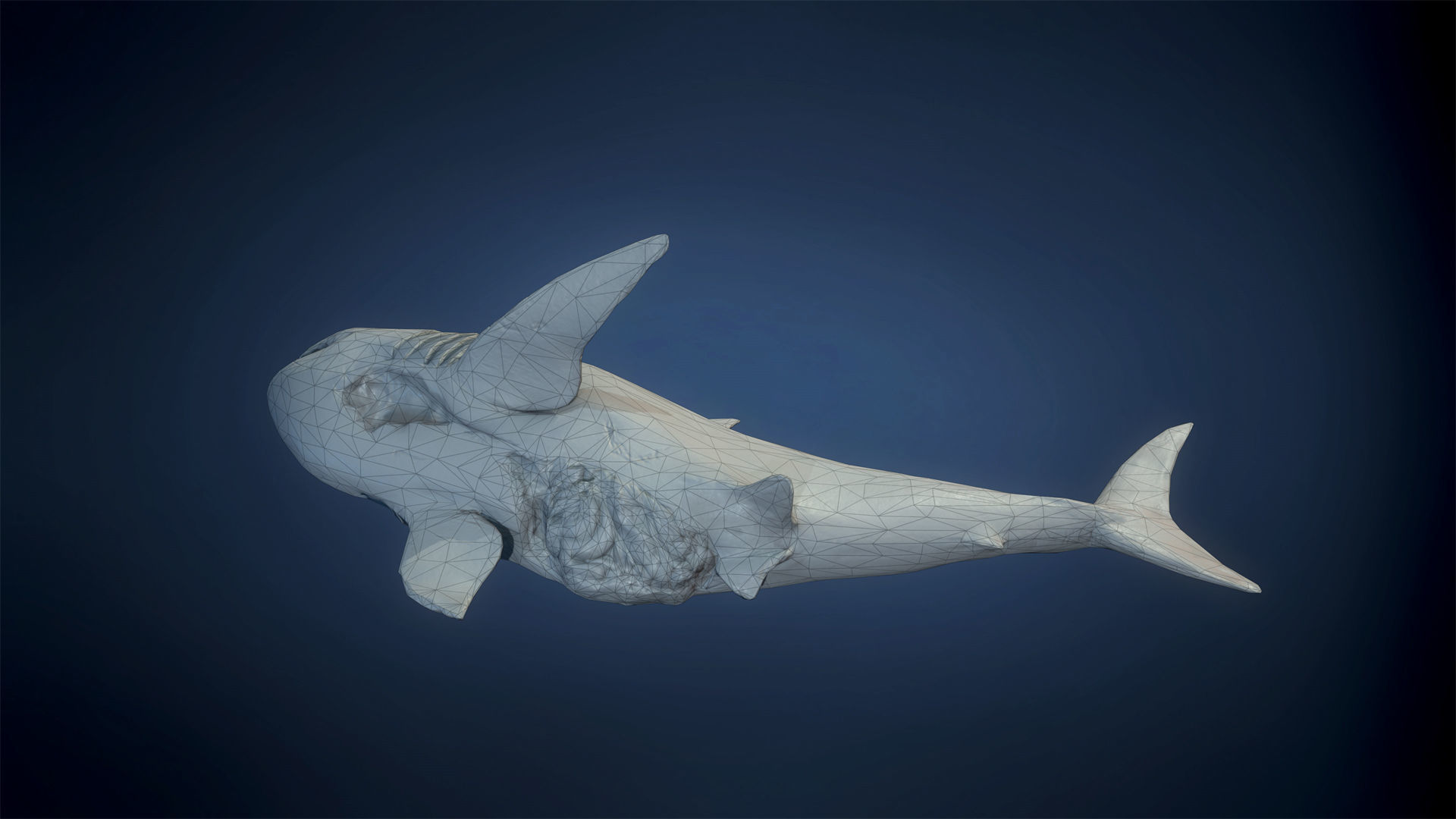 Great White Shark - Game Ready Low-poly 3D model_15