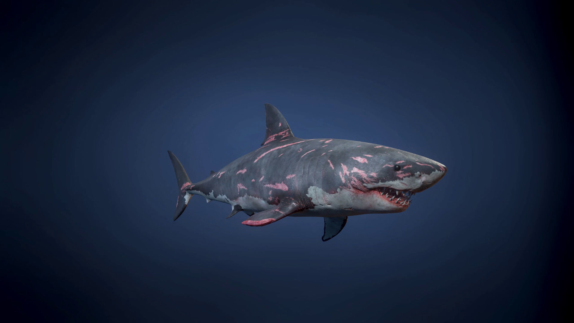 Great White Shark - Game Ready Low-poly 3D model_8