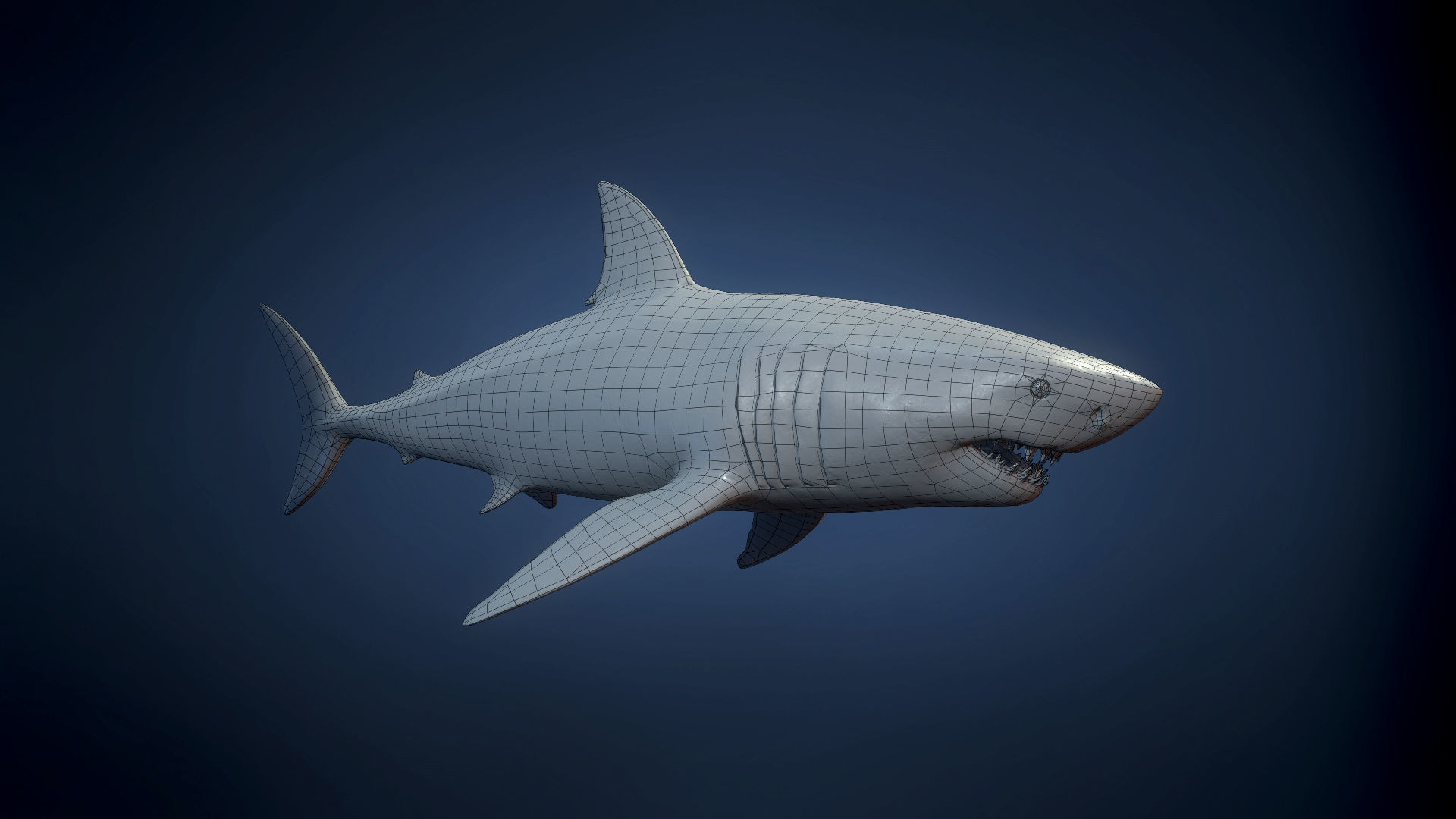 Great White Shark - Game Ready Low-poly 3D model_17