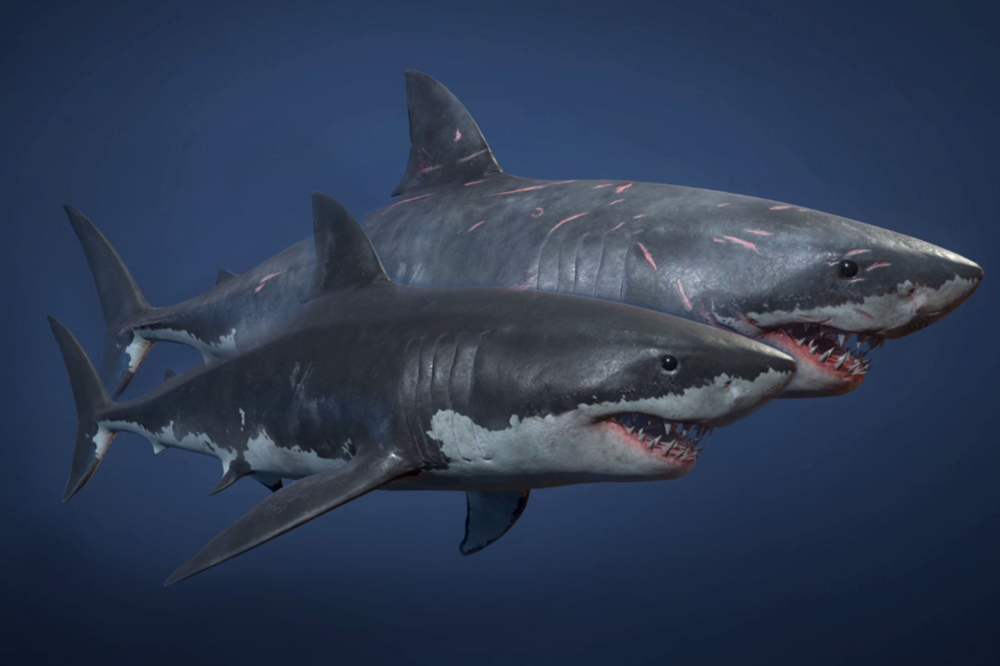 Great White Shark - Game Ready Low-poly 3D model_2