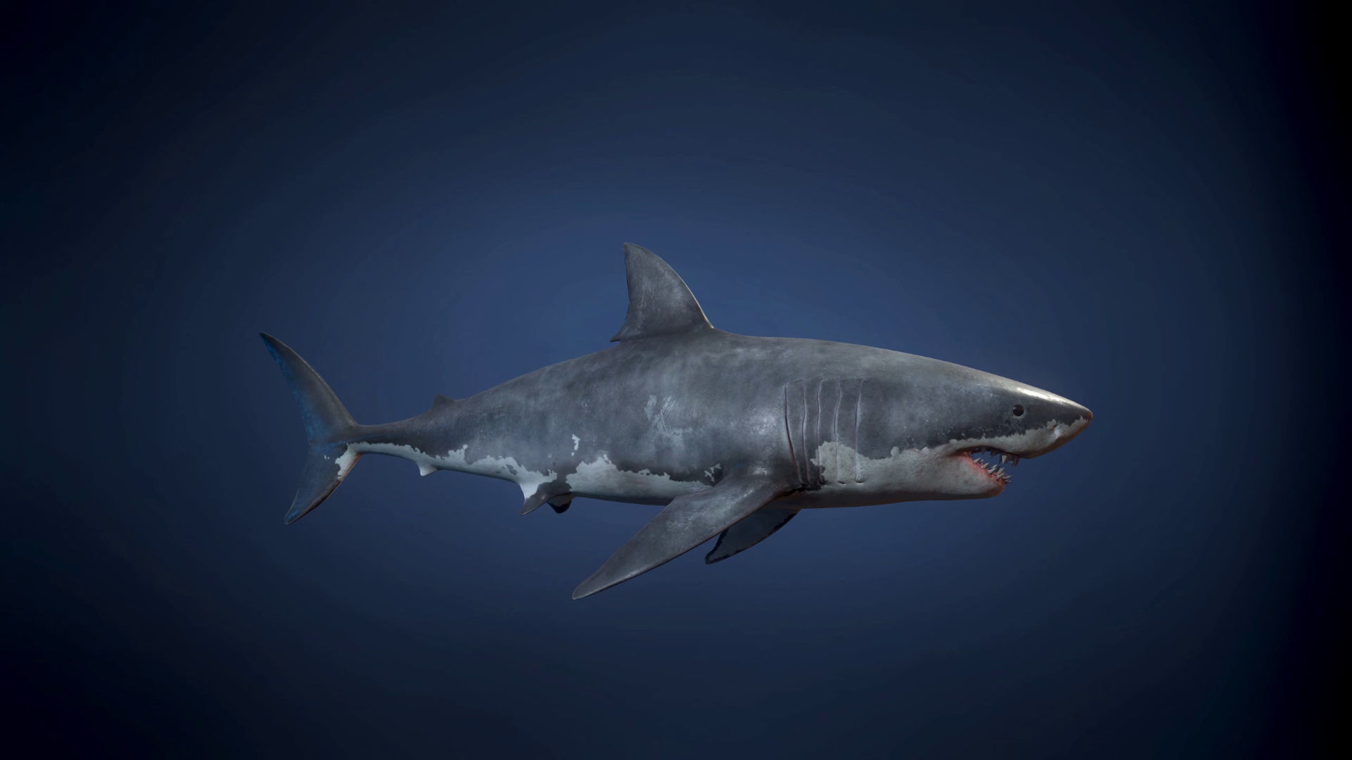 Great White Shark - Game Ready Low-poly 3D model_9