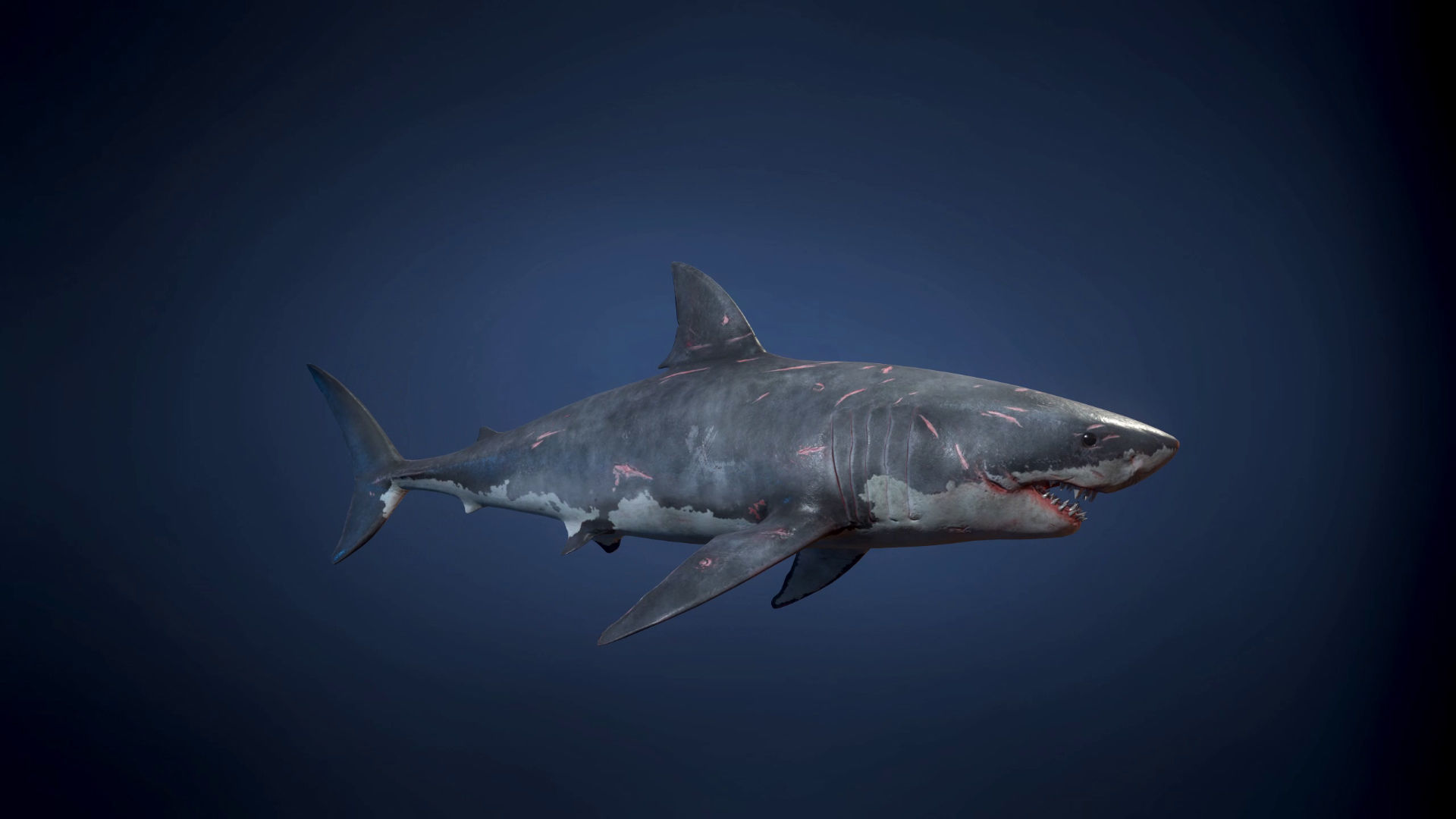Great White Shark - Game Ready Low-poly 3D model_13