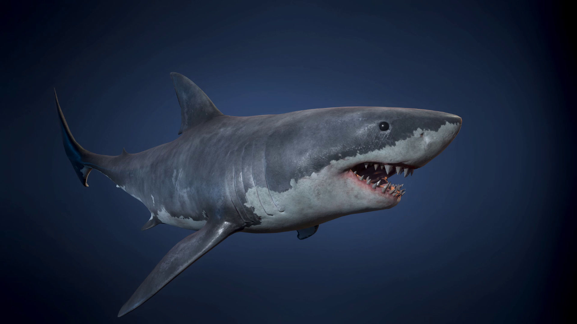 Great White Shark - Game Ready Low-poly 3D model_3