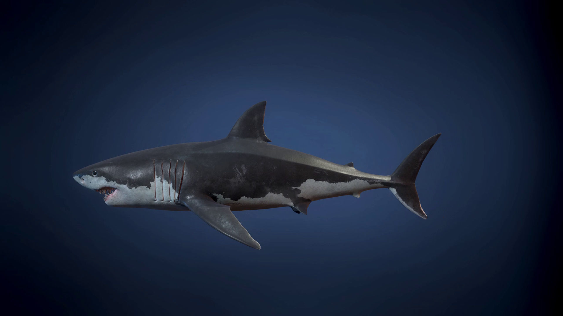 Great White Shark - Game Ready Low-poly 3D model_10