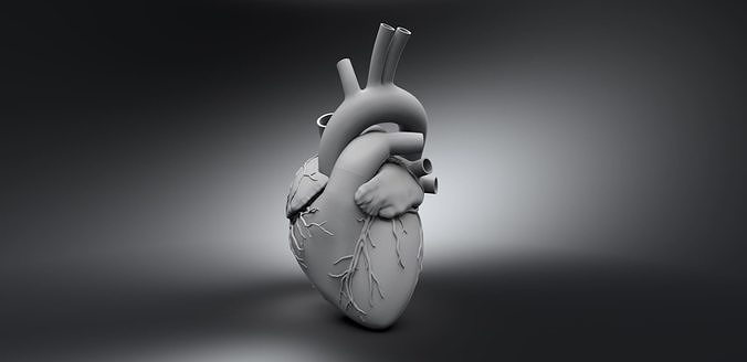 Human Heart Cross section 3D print model
