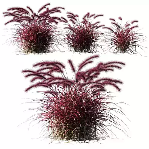 Purple fountain grass 02 3D model