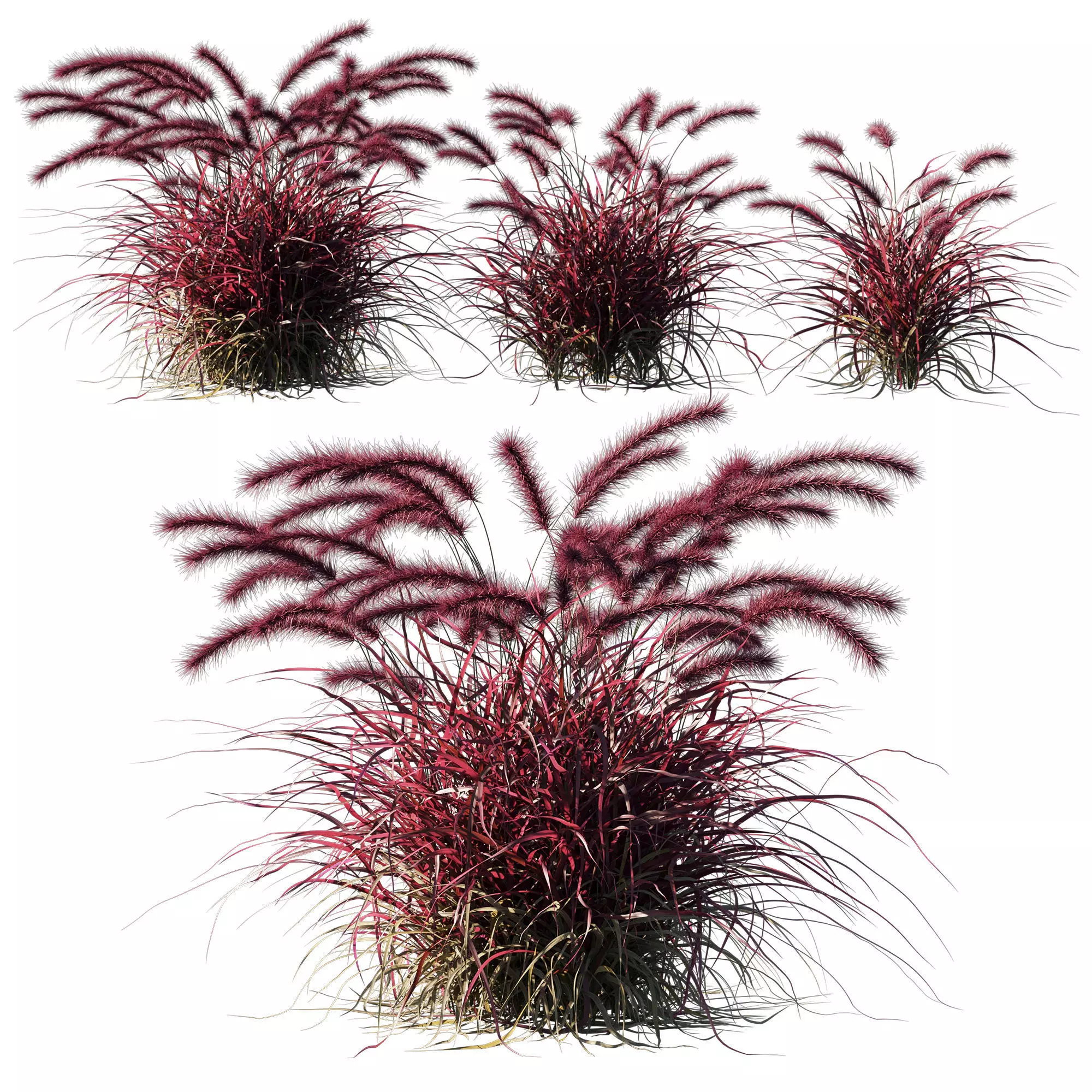 Purple fountain grass 02 3D model_0