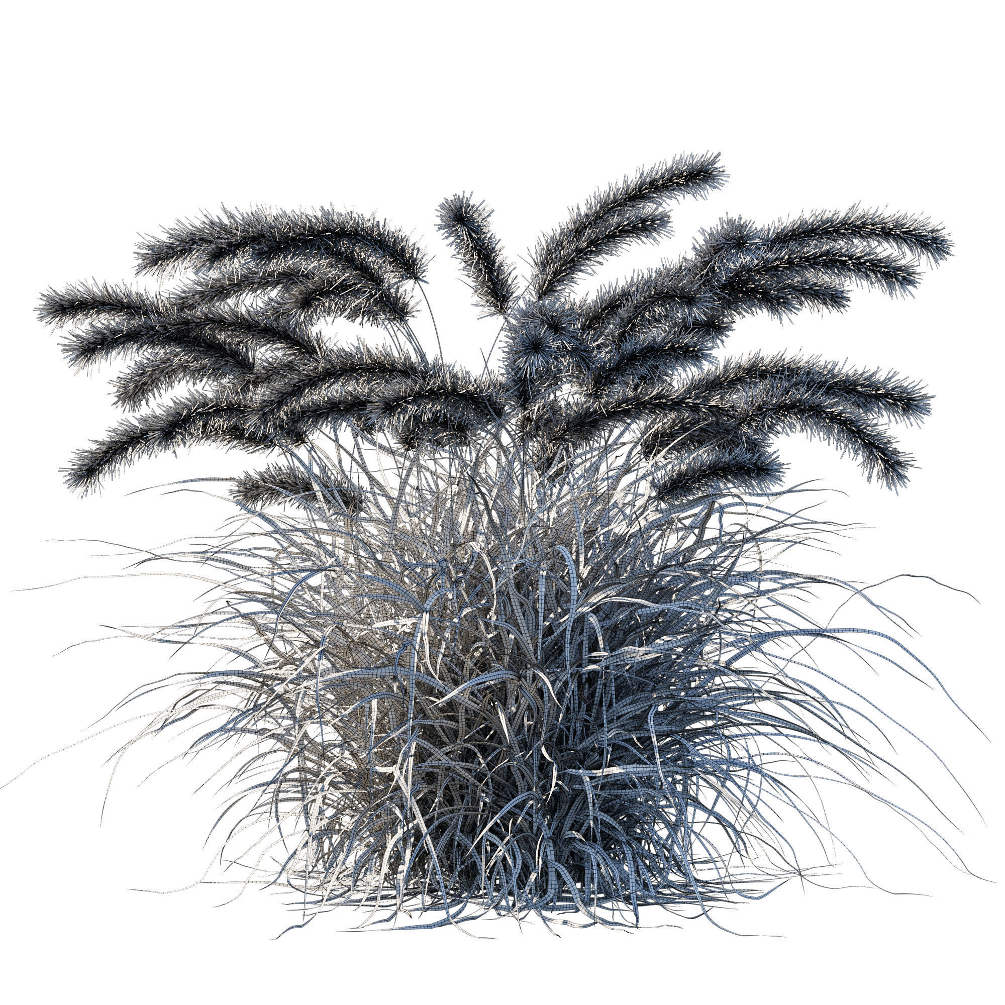 Purple fountain grass 02 3D model_2