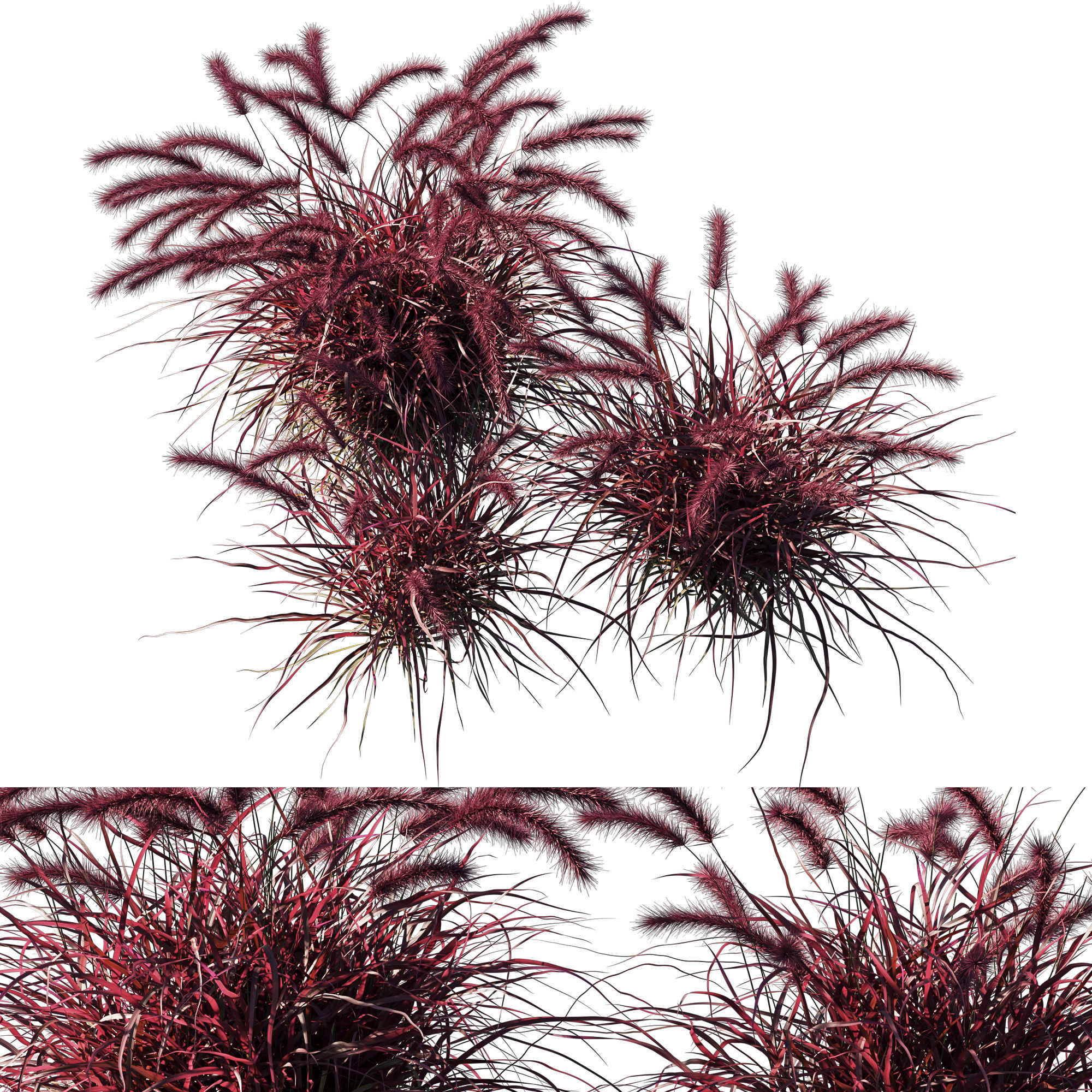 Purple fountain grass 02 3D model_1